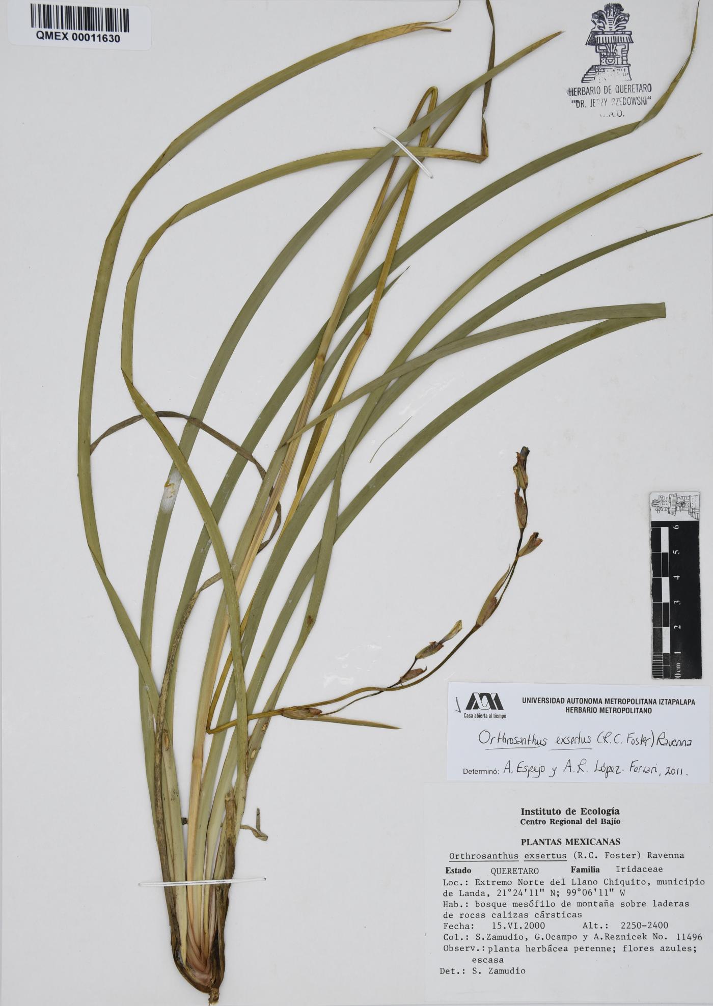 Orthrosanthus exsertus image